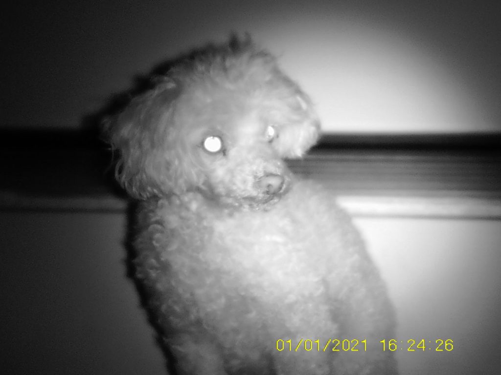 Catching one of my white dogs at night with a 1MP image. This was before I set the date and time.