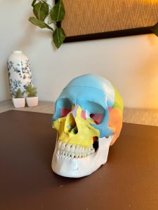 Review: Merinden Painted Human Skull Model