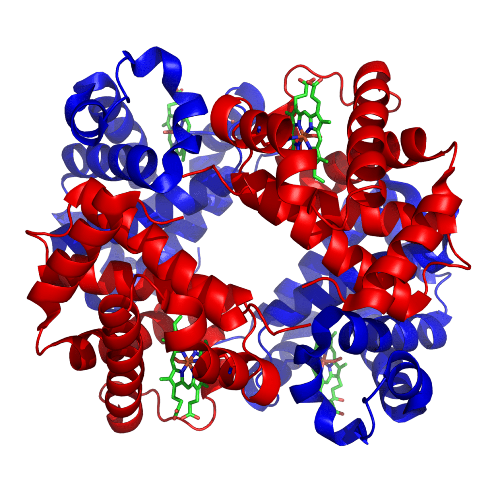 illustration of the structure of human hemoglobin