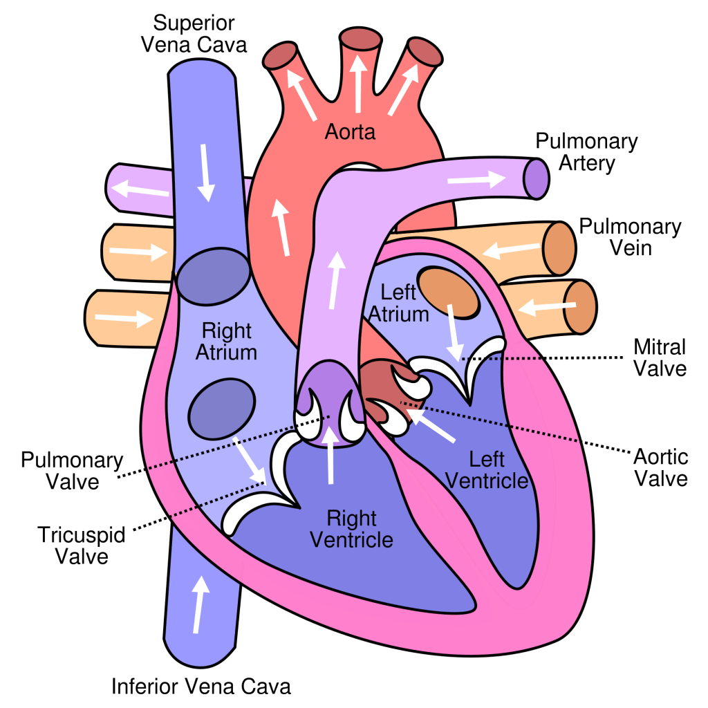 pathway of blood through the heart illustration