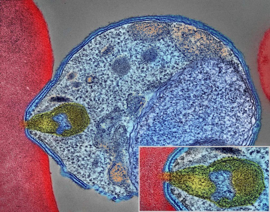 Colorized electron micrograph showing malaria parasite (right, blue) attaching to a human red blood cell. The inset shows a detail of the attachment point at higher magnification. Credit: NIAID