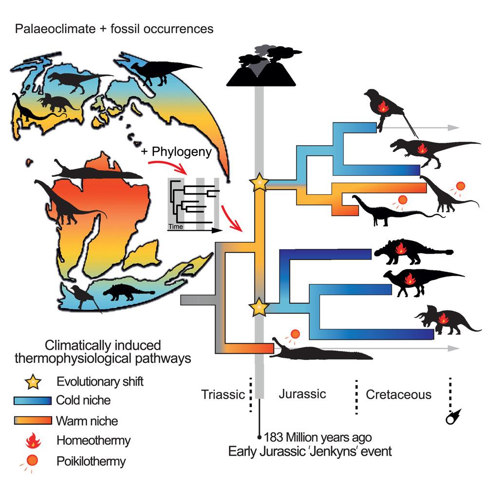 Graphical abstract from Early Jurassic origin of avian endothermy and thermophysiological diversity in dinosaurs