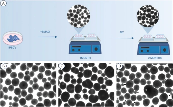 Culturing BCOs from human iPSCs. A Schematic representation of the experimental outline.