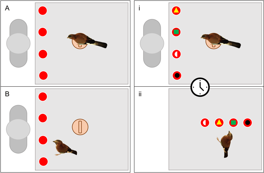 Eurasian jays (Garrulus glandarius) show episodic-like memory through the incidental encoding of information (Source: PLOS ONE)